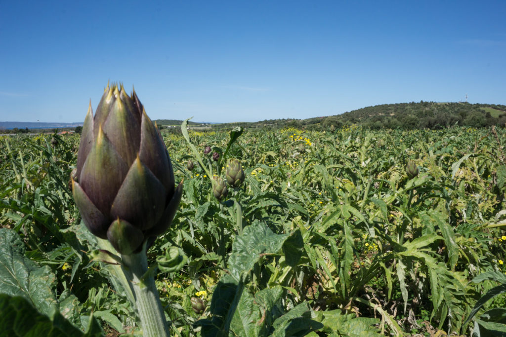 Masainas Turismo - Campo di carciofi a Masainas