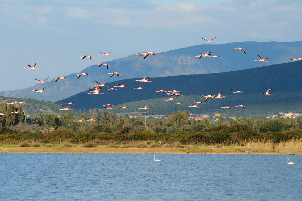 Fenicotteri in volo a Masainas sullo Stagno di Porto Botte